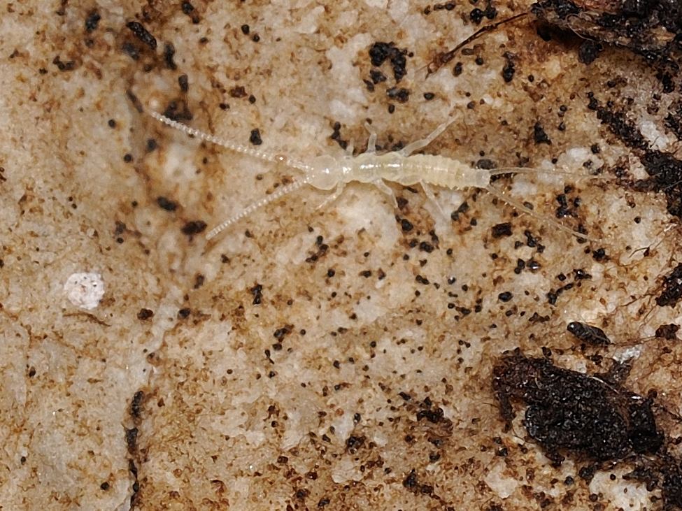 Diplura - Campodeidae